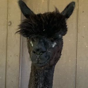 Meet your Posher, Jill